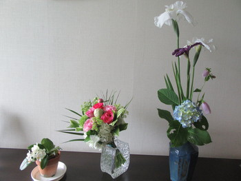花菖蒲とアジサイが咲き始めました。