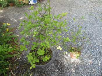 蕎麦仲間から「エチゴガキ」の鉢植えをいただきました。