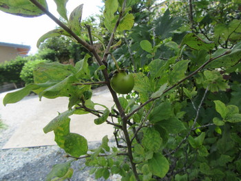 蕎麦仲間から「エチゴガキ」の鉢植えをいただきました。