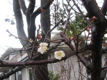 やっと梅の花が咲き始めました！
