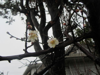 やっと梅の花が咲き始めました！