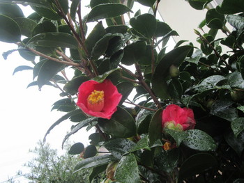 やっと梅の花が咲き始めました！