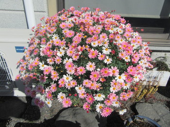 真っ青な青空が広がりました！庭の花々も一斉に花開いています。