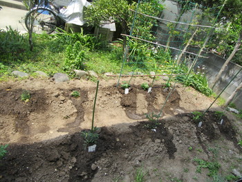 我が家の小さな畑に野菜の苗を植えました。