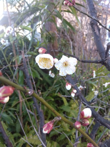 春を感じさせる梅の花と蝋梅の花！