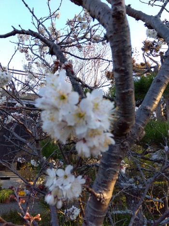 我が家の寒桜が満開です！
