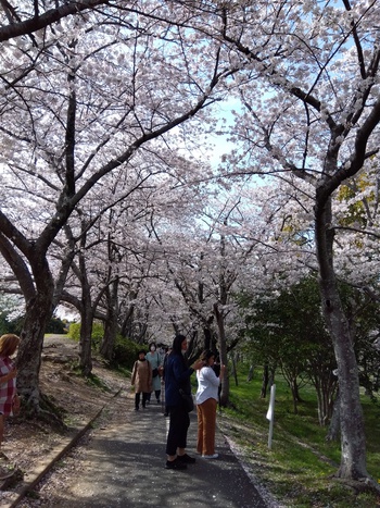 豊橋の吉田城と桜！
