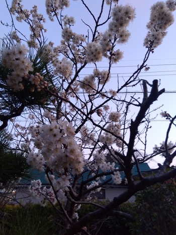 桜を眺めながら淹れたてコーヒー☕をどうぞ！