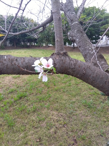 桜の花が咲いていました！