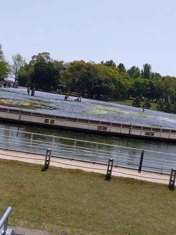 ネモヒィラの花を見に浜名湖ガーデンパークへ！