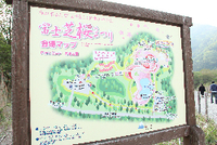 富士芝桜祭り 2013/05/17 17:31:06