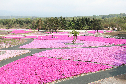 富士芝桜祭り