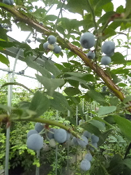 ブルーベリー狩り 2013/08/13 14:25:48