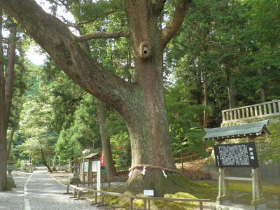 掛川のことのまま八幡宮