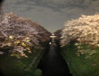 夜桜♪ 2015/04/02 21:56:53