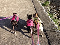 ぶひキャンプ♪