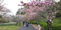 ７９６：フラワーパークの桜