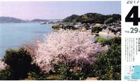 ４９４：浜名湖の桜