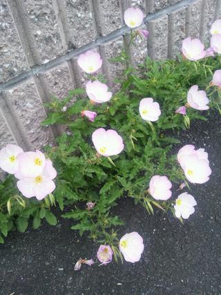 散歩で花を見る
