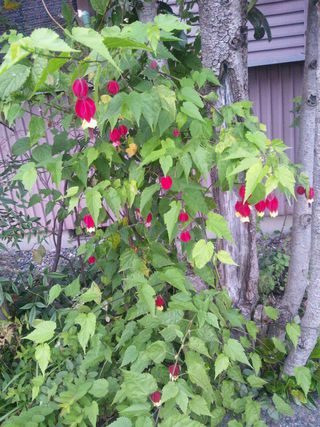 散歩で花を見る