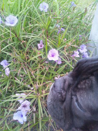 散歩で花を見る