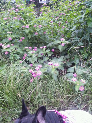 散歩で花を見る