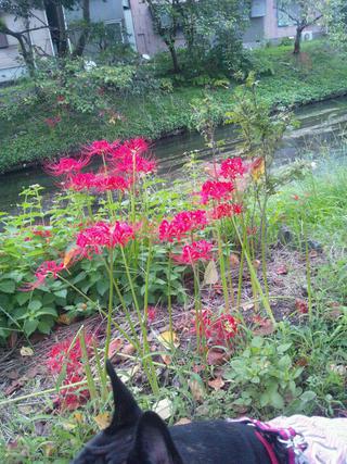 散歩で花を見る