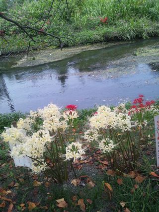 散歩で花を見る