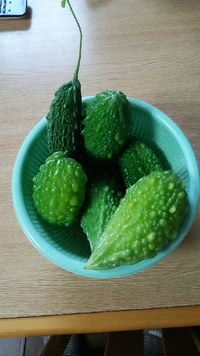 ゴーヤ収穫 2015/09/09 12:41:21
