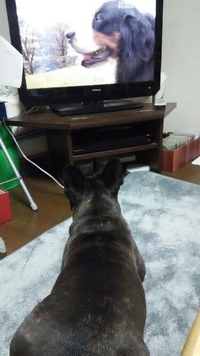テレビでお勉強？