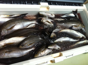 イサキの釣果