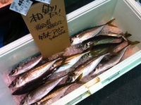 特大アジの釣果 2014/03/30 17:22:16