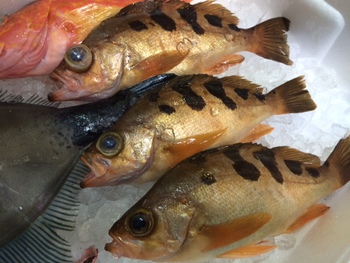 アジの釣果