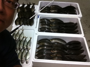 イサキの釣果