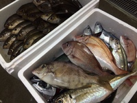 久しぶりの釣行はイサキ＆五目釣りになりました！ 2015/08/13 16:14:48