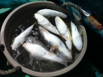 ショウサイフグの釣果
