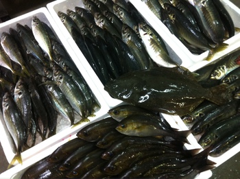 アジの釣果