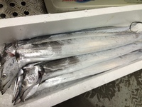 タチウオの釣果 2014/11/13 20:35:03