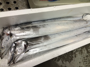 タチウオの釣果