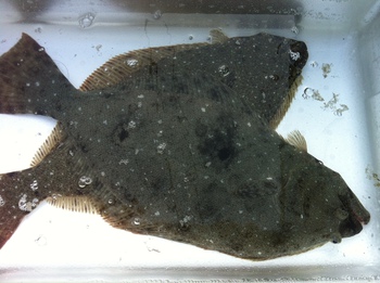 ヒラメの釣果