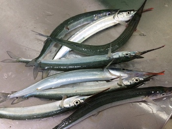 サヨリの釣果