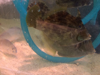 サヨリの釣果