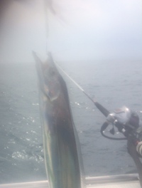 太刀魚の釣果 2014/09/11 16:17:49