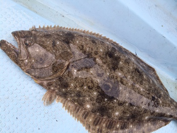 ヒラメの釣果