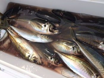 アジの釣果