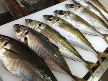 アジの釣果