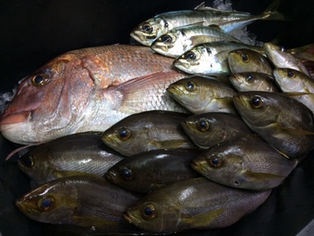 マダイの釣果
