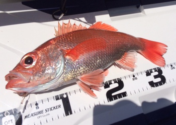 アマダイの釣果