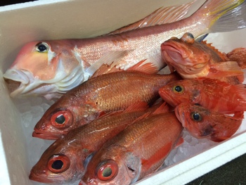 アマダイの釣果