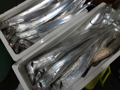 台風の合間に・・・やっぱり太刀魚釣りはおもしろい！